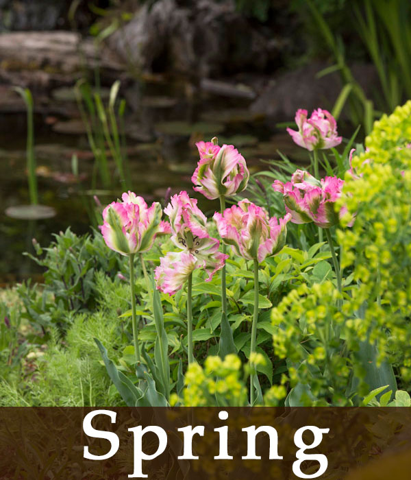 Spring
