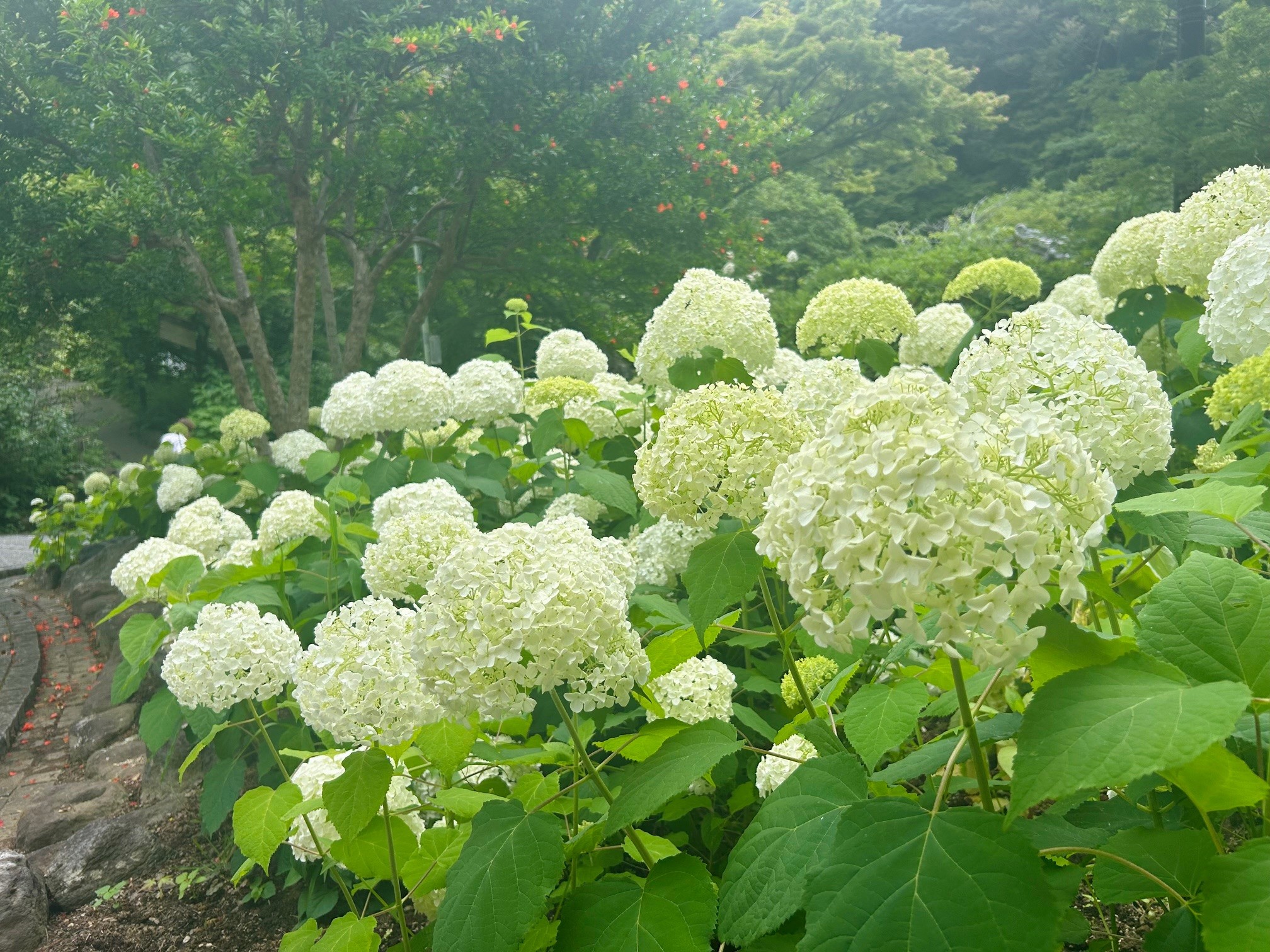 今週のアナベル